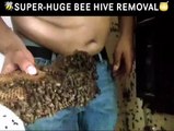 Il découvre un essaim d'abeille géant dans sa maison