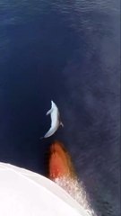 Milazzo, la meravigliosa danza di un delfino sulla prua di una nave