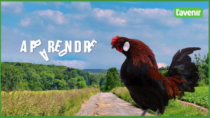 Le wallon en moins de deux #24