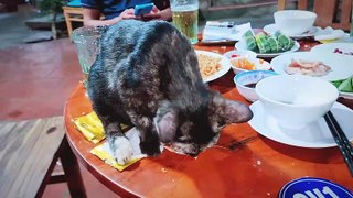 Homeless Cute Kitten Begging Human To Feed Him Squid 2 _ Viral Cat