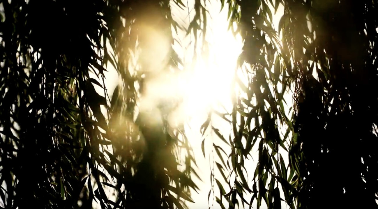 How To Grow And Care For Weeping Willows