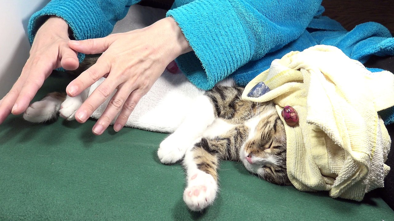 Cat Reiki Session