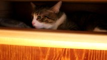 Cat Hides in the Closet