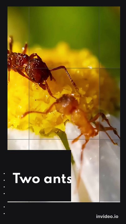 Photography #ant #monkey #dog