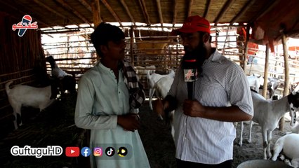 Qurbani K Liye Nasli  Bakray | Eid 2023