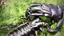 Die 15 tödlichsten Kämpfe im Reich der Insekten
