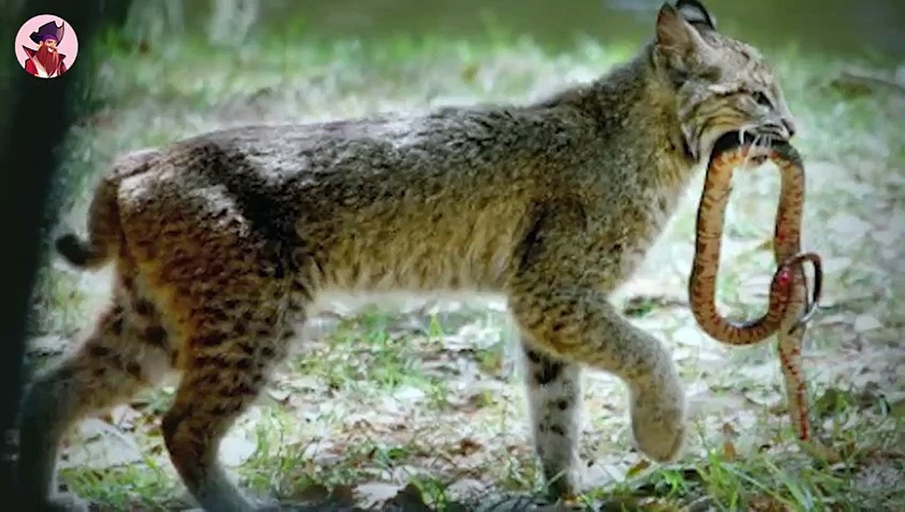 Katzen, die kleinen Killer