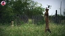 Top 15 amüsante Momente, in denen Tiere Drohnen angegriffen haben
