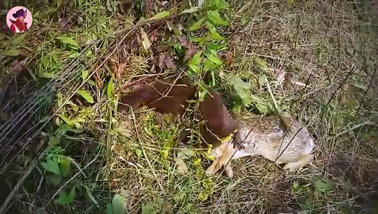 Gnadenlose Momente, in denen Nerze alles in Sichtweite angreifen