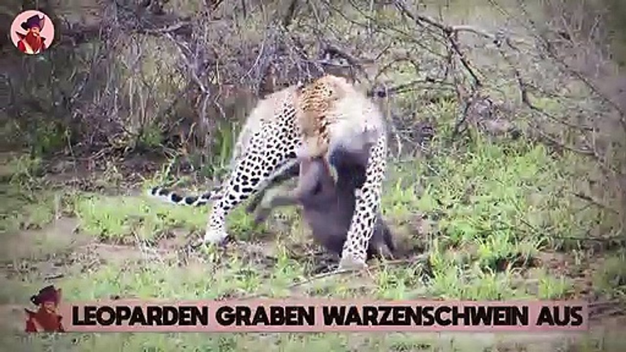 Unglaubliche Momente von Warzenschweinen, die in freier Wildbahn gejagt werden