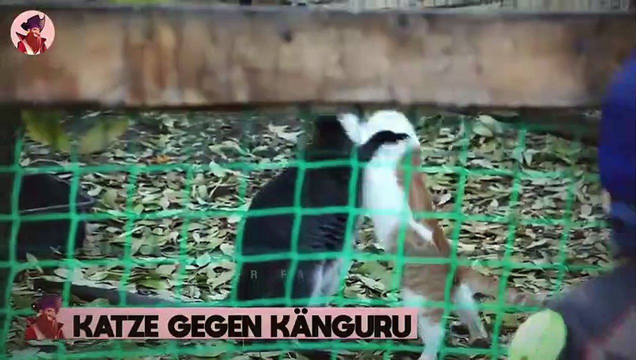 Tiere, die sich mit dem falschen Gegner angelegt haben