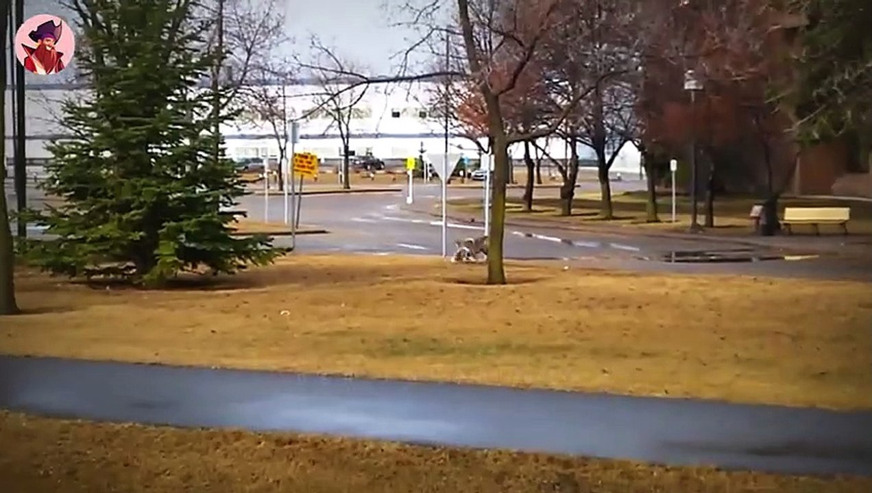 Erstaunliche Momente von Kojoten bei der Jagd in freier Wildbahn