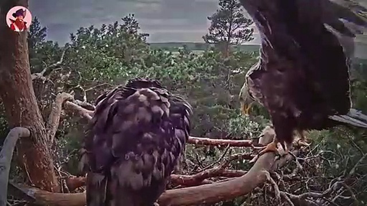 So fangen Adler ihre Beute!