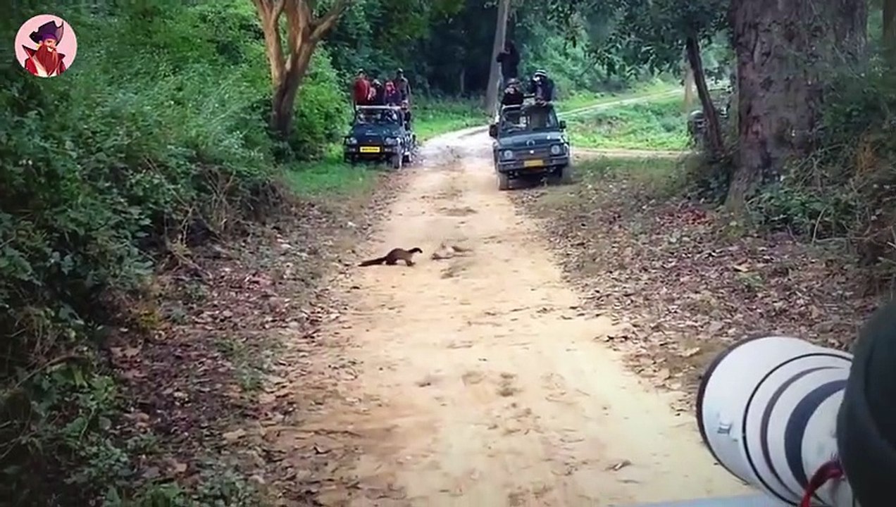 Momente, in denen Wiesel und Marder geradezu wilde Tiere sind