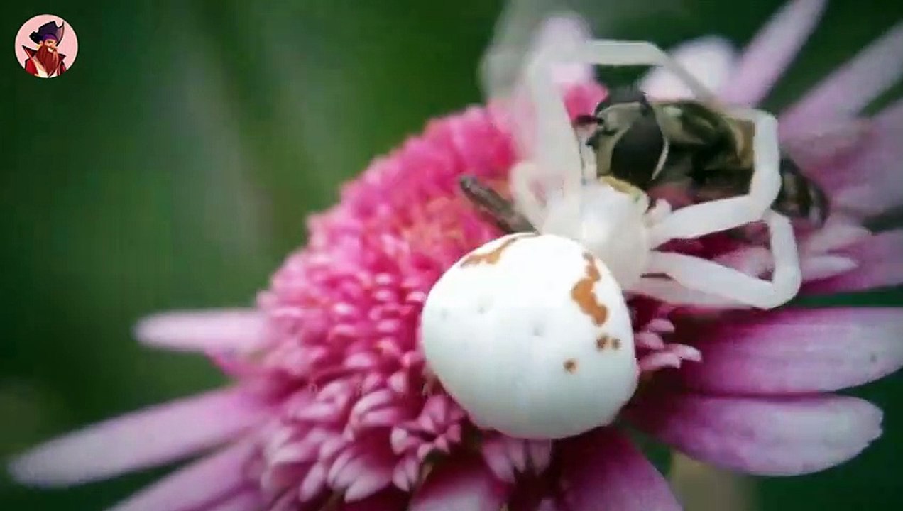 Erstaunliche Überlebensstratgien Von Insekten