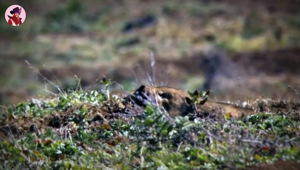 Top 15 der Stärksten und Schärfsten Raubtiere