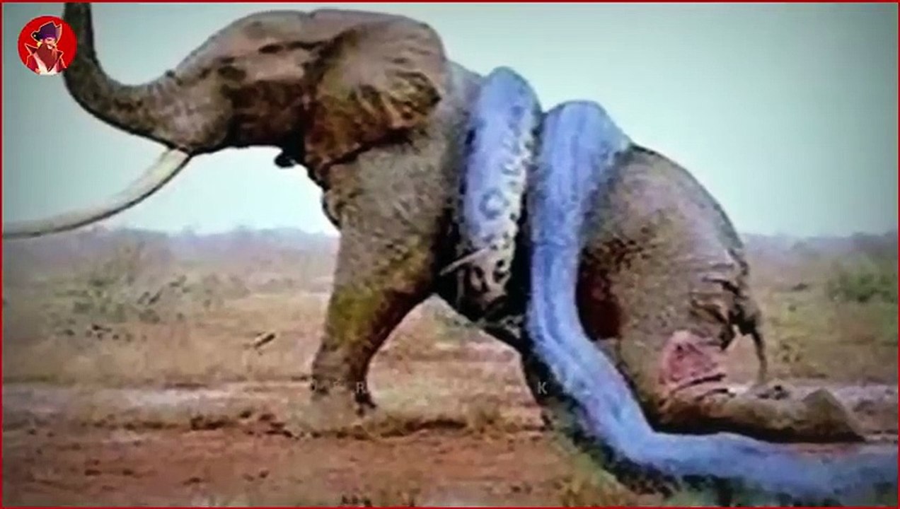 15 Tiere, Die Einen Elefanten Herausfordern Können