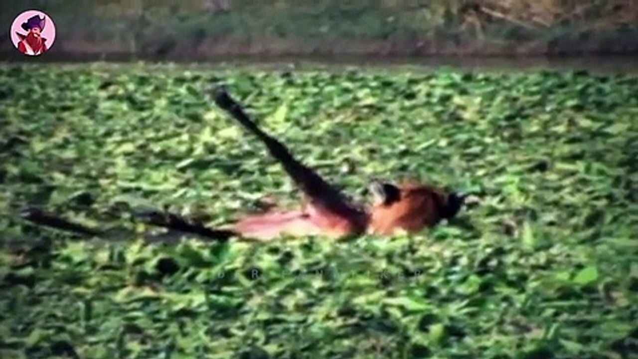 Tiger Und Löwen Zeigen Ihre Wilden Fähigkeiten