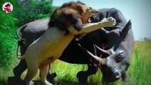 Top verwirrende Momente von Tieren, die mit dem falschen Nashorn zusammengestoßen sind