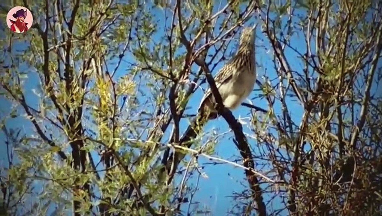 Der Schnelle Und Tödliche Kalifornische Kuckuck (Roadrunner)