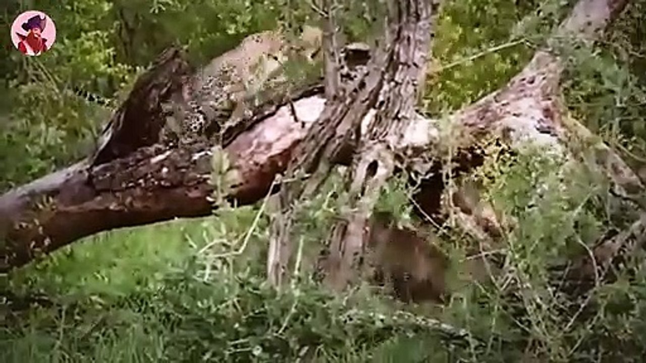 Spannende Momente in denen Hyänen und andere Tiere ihren Feinden das Fressen stehlen