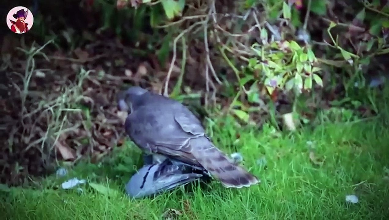 Die 15 grausamsten Kampfmomente von Wildtieren