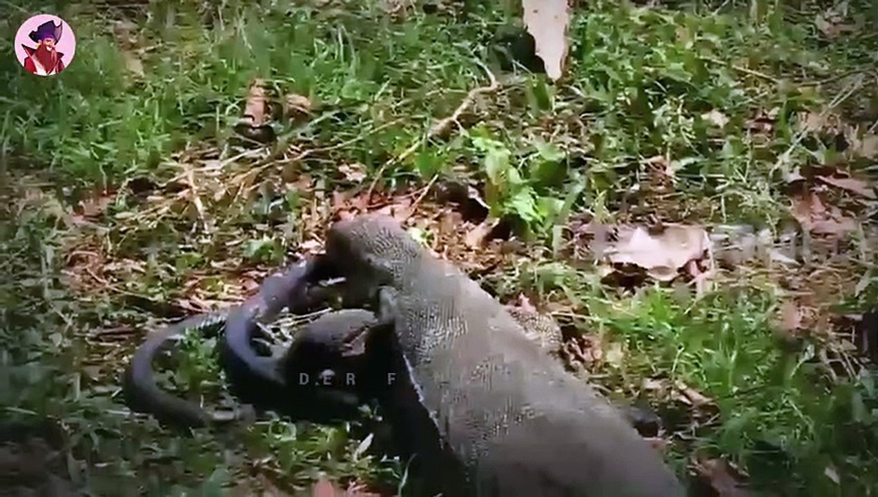 Der Komodowaran Der ALLES Frisst, Was Er Sieht!