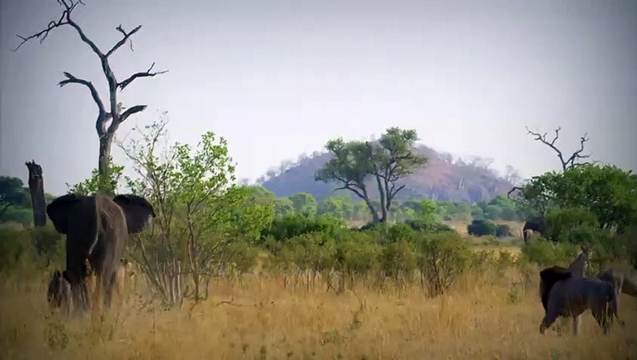 15 Tiere, die ihre eigene Art beschützen