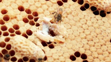 '꿀벌 위기' 속 주목받는 로열젤리..."피부 주름 개선 효과" / YTN