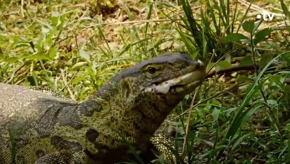 Cet oiseau veut se battre avec un varan - ZAPPING SAUVAGE