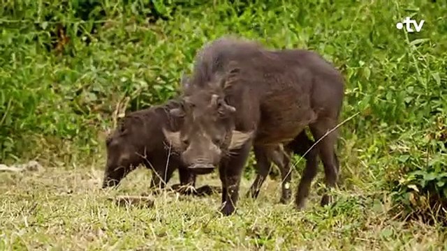 Ces mangoustes papouillent les phacochères - ZAPPING SAUVAGE