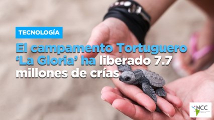 El campamento Tortuguero ‘La Gloria’ ha liberado 7.7 millones de crías