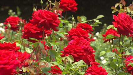 3백만 송이 '활짝'...울산대공원은 장미 천지 / YTN