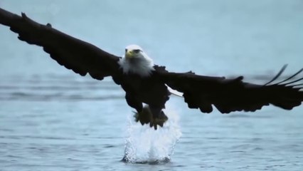 Top 10 Eagles Hunt Their Prey Without Mercy