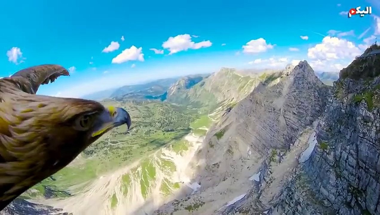 صراع الصقور مع الثعالب المفترسة ! Eagles vs Fox