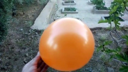 عقرب يقفز ويلدغ البالونات بطريقة مرعبة   لدغة العقرب ضد البالون