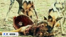 عندما تجوع الكلاب البرية لا ترحم أبدا !! شئ لا يصدق .. في عالم الحيوان !