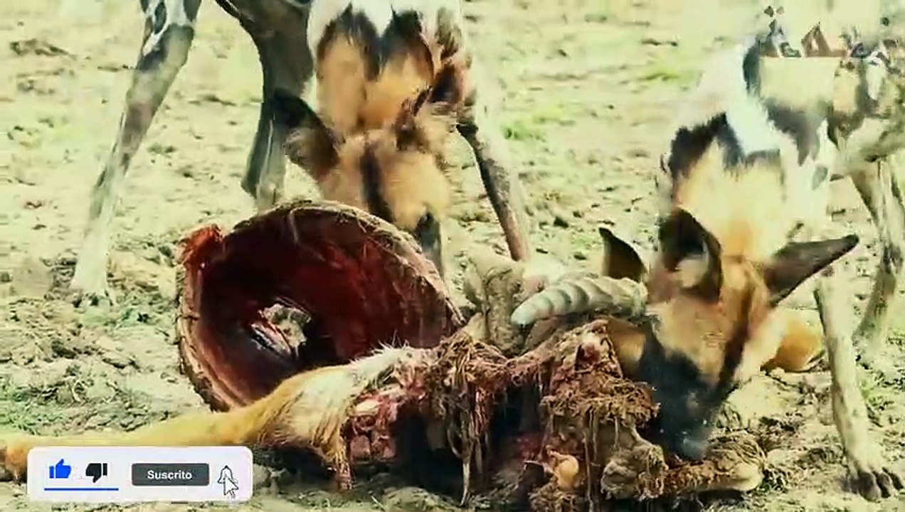 عندما تجوع الكلاب البرية لا ترحم أبدا !! شئ لا يصدق .. في عالم الحيوان !