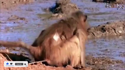 عندما يمسك التمساح على القرد .. ماذا يحدث ! (2)