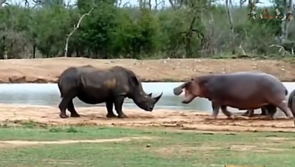 عندما يغضب فرس النهر العملاق ! شئ لا يصدق !!