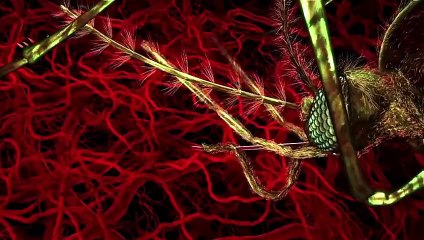 ماذا يحدث لجسمك عندما تلسعك بعوضة مريضة - شئ لايصدق !!!