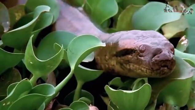 مدهش ! صراع قوي بين أناكوندا عملاقة ونمر مفترس مشهد يحبس الأنفاس في عالم الحيوان