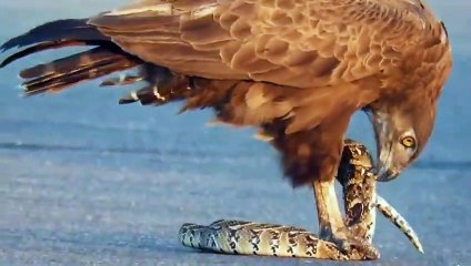 نسر جائع يفترس غزالة بدون رحمة - مشهد لايصدق !!