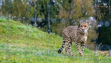 مذهل .. هذا الفهد أخطأ عندما قرر اصطياد النعام ! شاهد ماذا حدث ؟