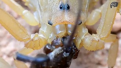 هل تلد العقرب من ظهرها ؟ صحح معلوماتك واستفد !