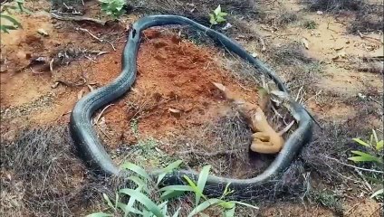 ورل يفترس أفعى بدون رحمة ! أشرس وأخطر الحيوانات فالعالم