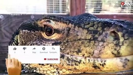 هجمات تنين كومودو على فرائسه ! Komodo Dragon