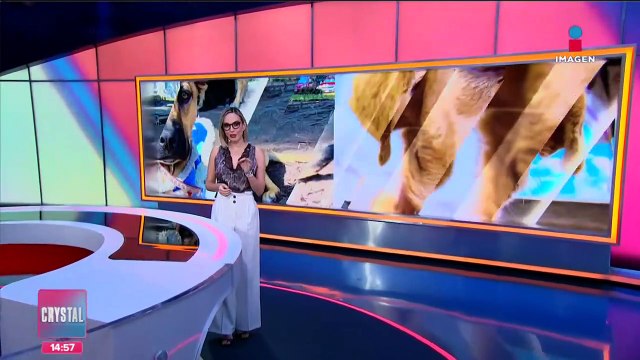 Crean refugio para perros y gatos en la Central de Abasto CDMX