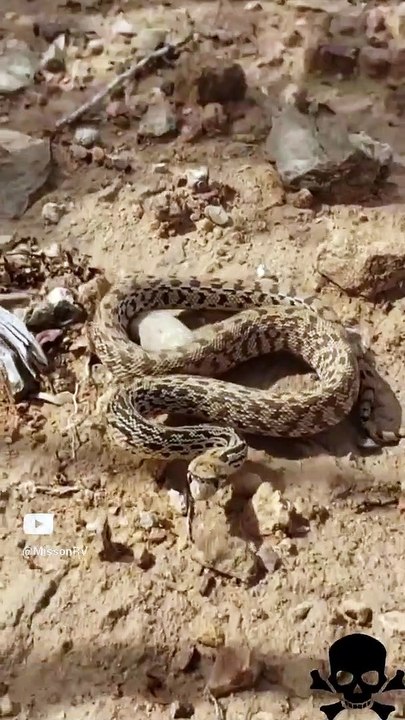 Rattlesnake (The Spring is loading)