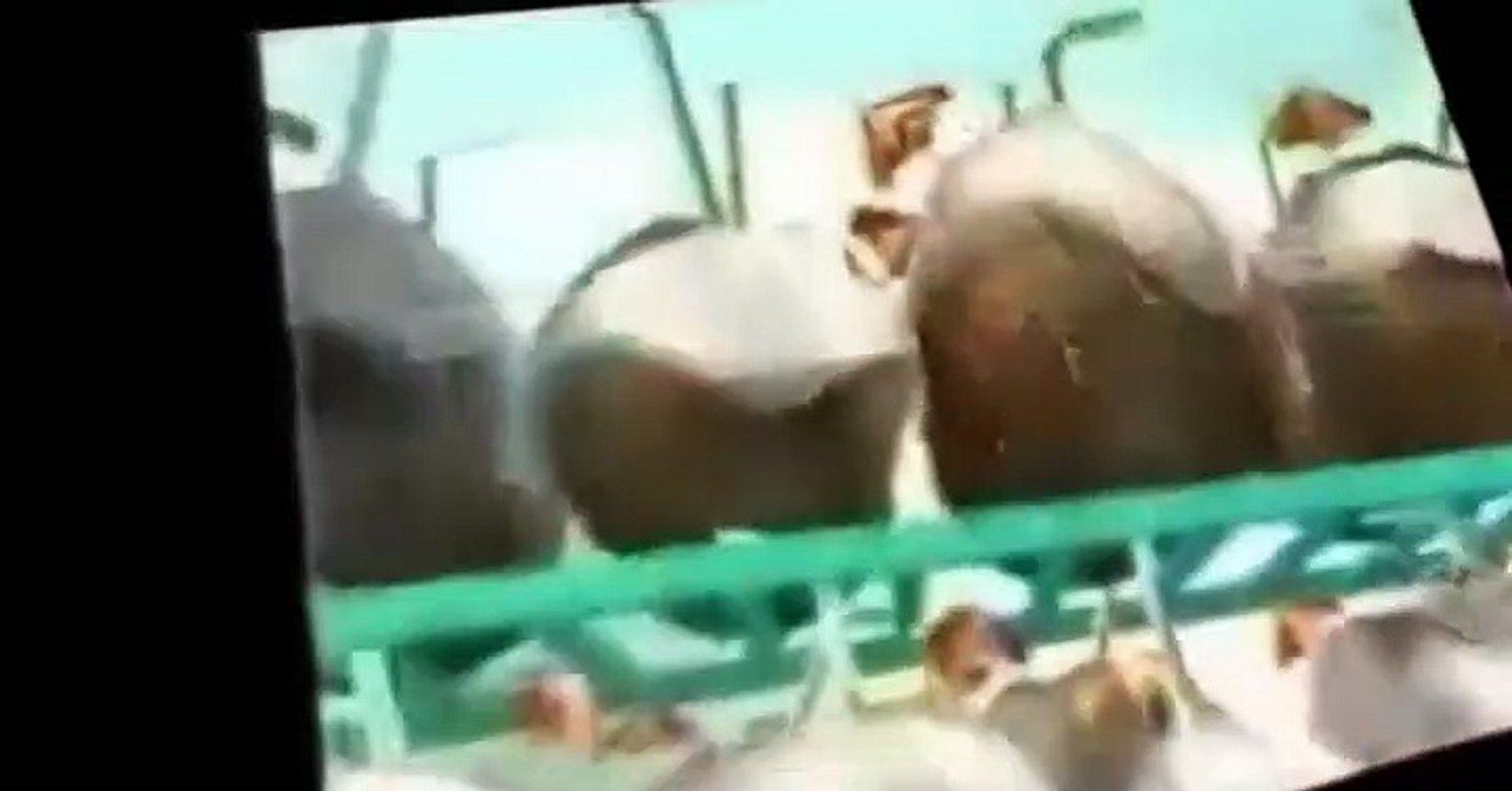 Donkey Kong Country Donkey Kong Country E003 – The Big Chill Out